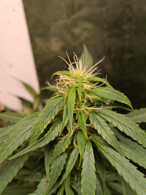 GROWBOX 4 (17.+18.+19.+20.+21.). Week 10 - Tag 64
