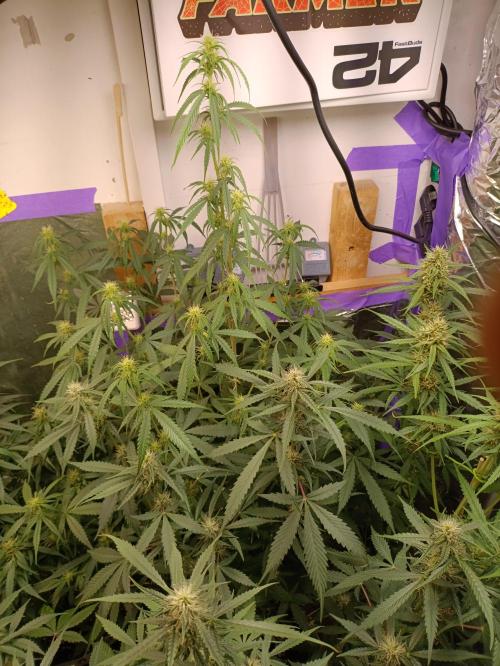 GROWBOX 4 (17.+18.+19.+20.+21.). Week 10 - Tag 64