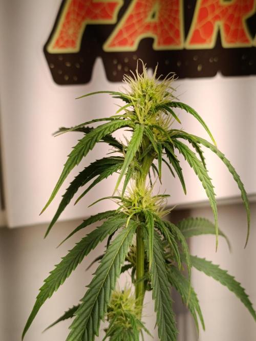 GROWBOX 4 (17.+18.+19.+20.+21.). Week 10 - Tag 64