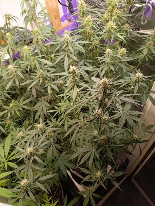 GROWBOX 4 (17.+18.+19.+20.+21.). Week 10 - Tag 64