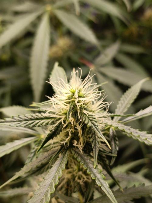 GROWBOX 4 (17.+18.+19.+20.+21.). Week 10 - Tag 64