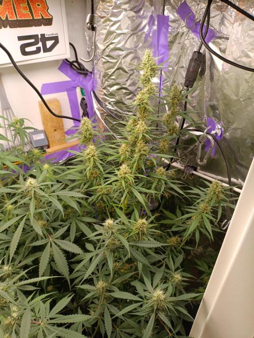 GROWBOX 4 (17.+18.+19.+20.+21.). Week 10 - Tag 64