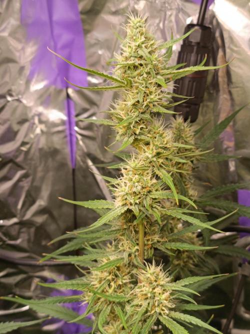 GROWBOX 4 (17.+18.+19.+20.+21.). Week 10 - Tag 64