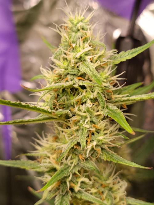 GROWBOX 4 (17.+18.+19.+20.+21.). Week 10 - Tag 64