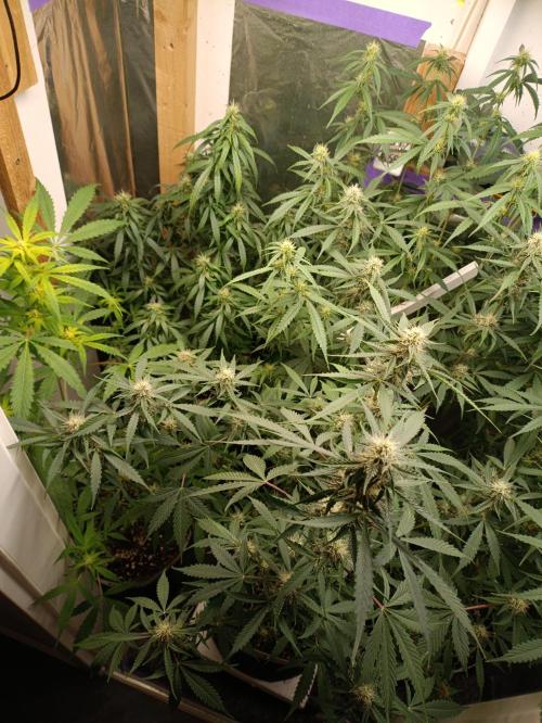 GROWBOX 4 (17.+18.+19.+20.+21.). Week 10 - Tag 70
