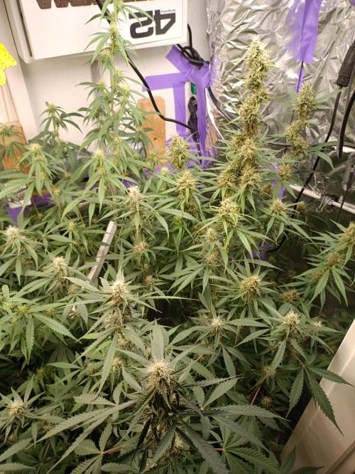 GROWBOX 4 (17.+18.+19.+20.+21.). Week 10 - Tag 70