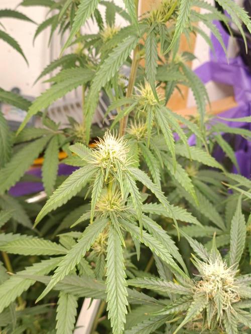 GROWBOX 4 (17.+18.+19.+20.+21.). Week 10 - Tag 70