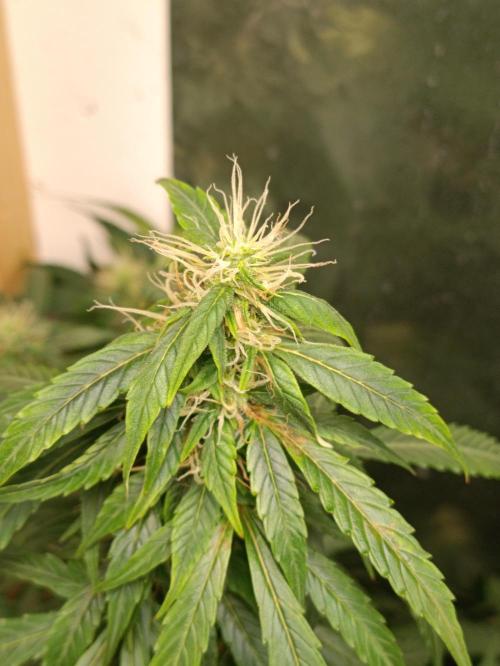 GROWBOX 4 (17.+18.+19.+20.+21.). Week 10 - Tag 70