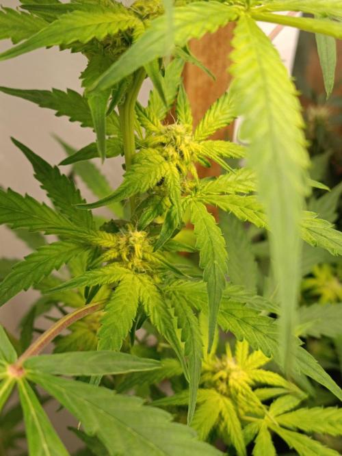 GROWBOX 4 (17.+18.+19.+20.+21.). Week 10 - Tag 70