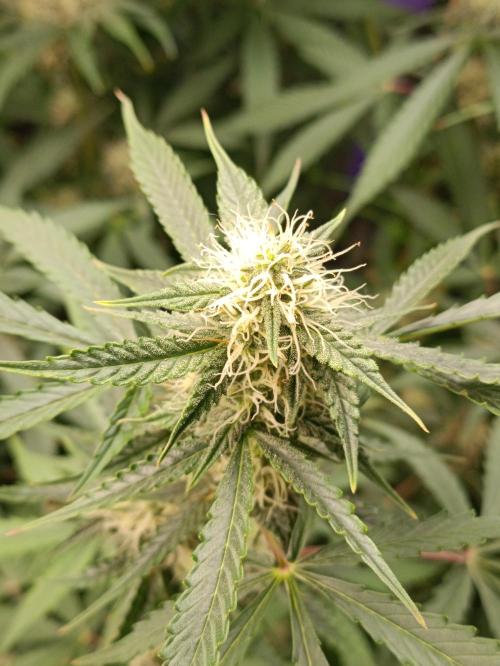 GROWBOX 4 (17.+18.+19.+20.+21.). Week 10 - Tag 70