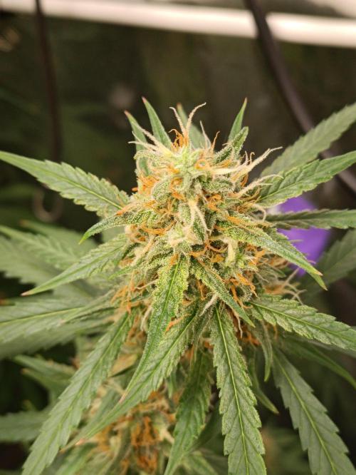 GROWBOX 4 (17.+18.+19.+20.+21.). Week 10 - Tag 70
