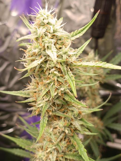 GROWBOX 4 (17.+18.+19.+20.+21.). Week 10 - Tag 70