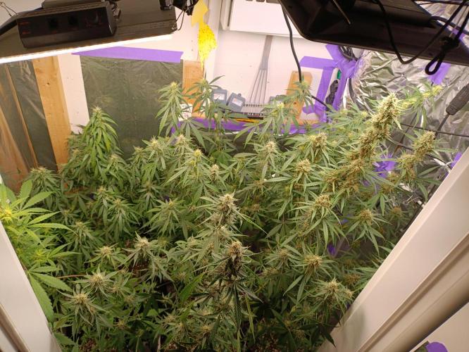 GROWBOX 4 (17.+18.+19.+20.+21.). Week 11 - Tag 74
