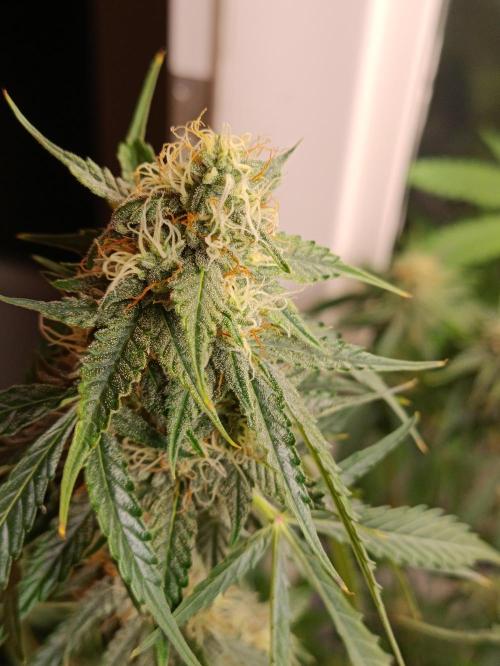 GROWBOX 4 (17.+18.+19.+20.+21.). Week 11 - Tag 74