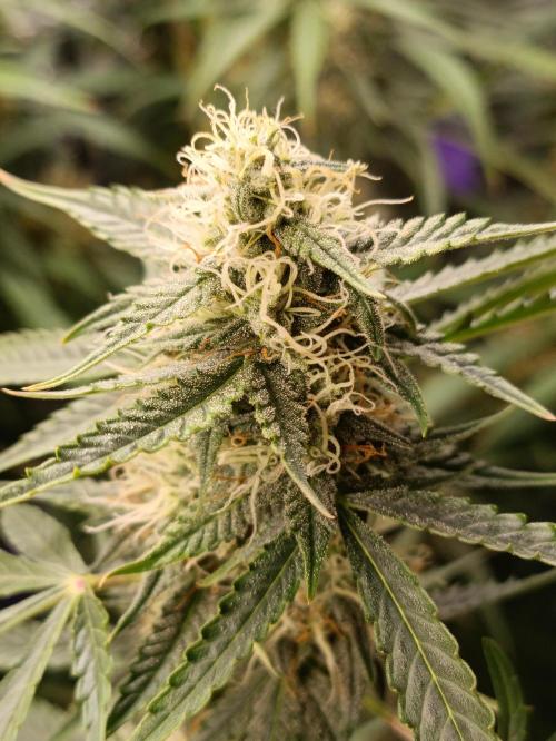 GROWBOX 4 (17.+18.+19.+20.+21.). Week 11 - Tag 74