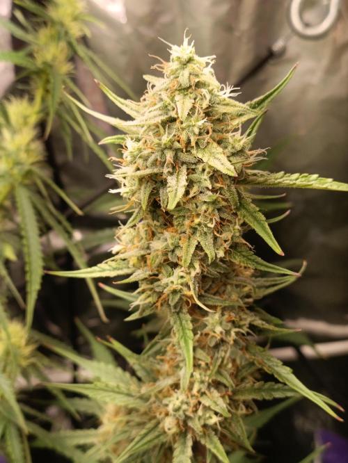 GROWBOX 4 (17.+18.+19.+20.+21.). Week 11 - Tag 75