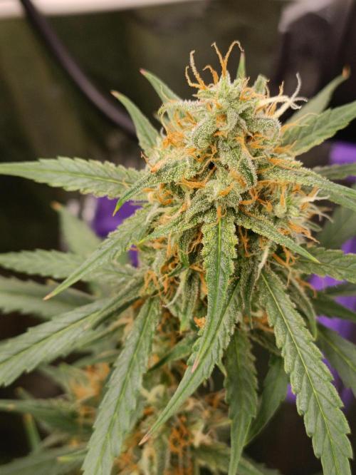GROWBOX 4 (17.+18.+19.+20.+21.). Week 11 - Tag 75
