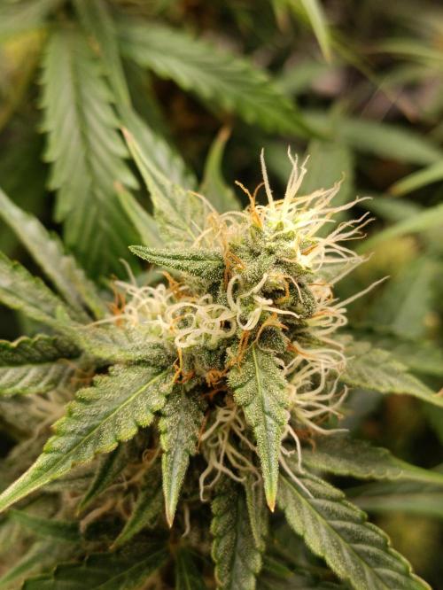GROWBOX 4 (17.+18.+19.+20.+21.). Week 11 - Tag 75