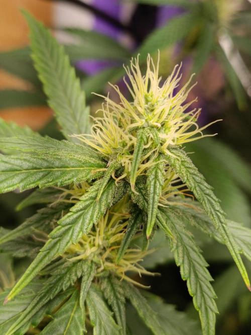 GROWBOX 4 (17.+18.+19.+20.+21.). Week 11 - Tag 75