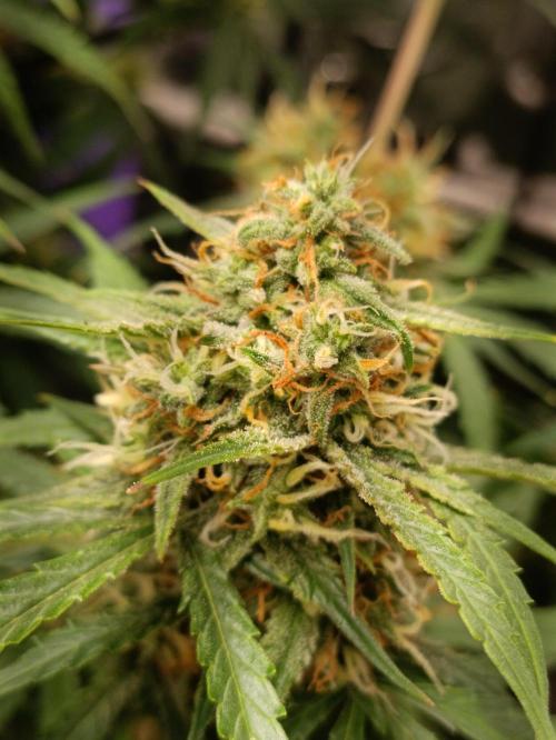 GROWBOX 4 (17.+18.+19.+20.+21.). Week 11 - Tag 75