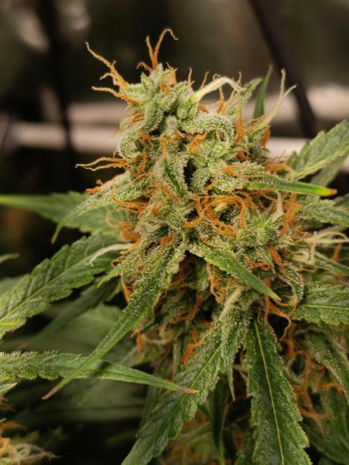 GROWBOX 4 (17.+18.+19.+20.+21.). Week 11 - Tag 75