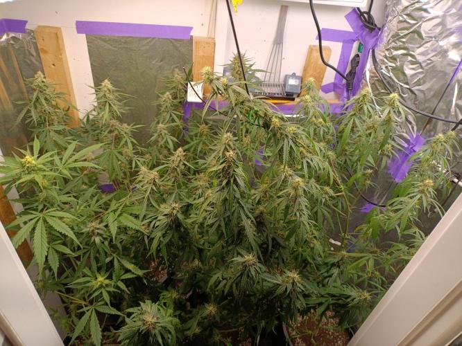 GROWBOX 4 (17.+18.+19.+20.+21.). Week 12 - Tag 78