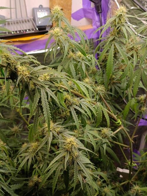 GROWBOX 4 (17.+18.+19.+20.+21.). Week 12 - Tag 78