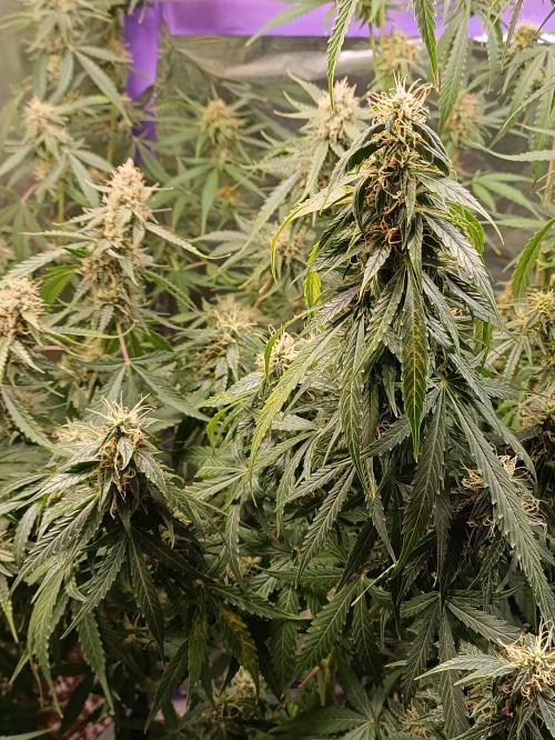 GROWBOX 4 (17.+18.+19.+20.+21.). Week 12 - Tag 78