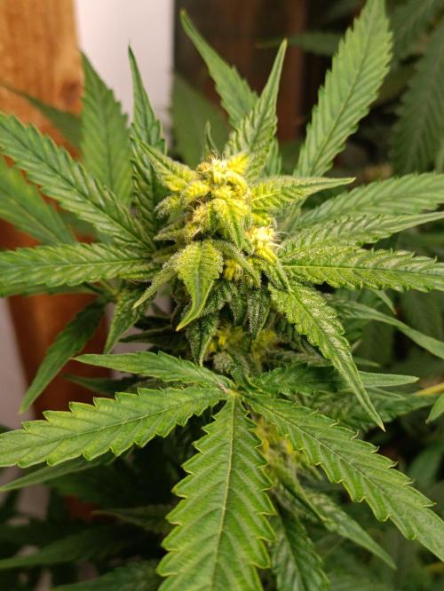 GROWBOX 4 (17.+18.+19.+20.+21.). Week 12 - Tag 78