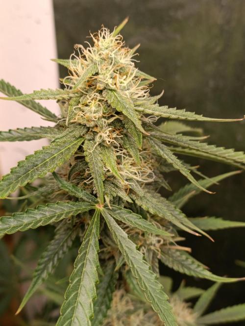 GROWBOX 4 (17.+18.+19.+20.+21.). Week 12 - Tag 78