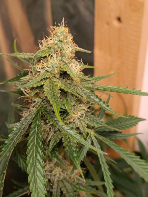 GROWBOX 4 (17.+18.+19.+20.+21.). Week 12 - Tag 78