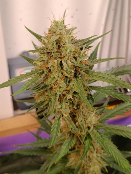 GROWBOX 4 (17.+18.+19.+20.+21.). Week 12 - Tag 78