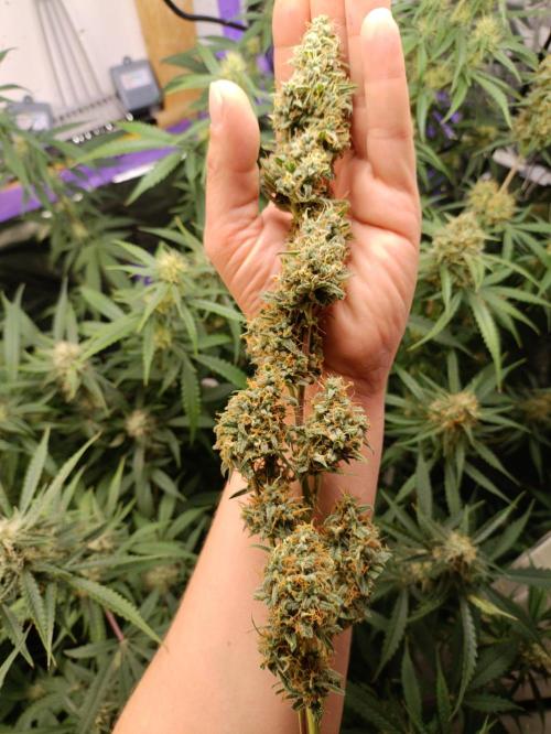 GROWBOX 4 (17.+18.+19.+20.+21.). Week 11 - Tag 77