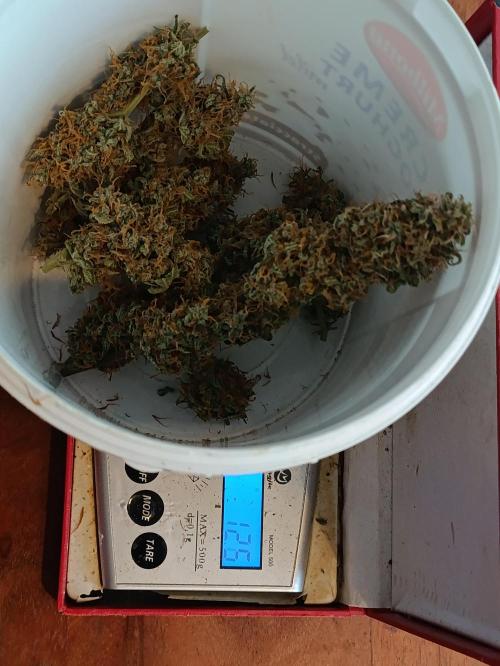 GROWBOX 4 (17.+18.+19.+20.+21.). Week 11 - ...