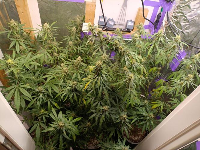 GROWBOX 4 (17.+18.+19.+20.+21.). Week 12 - Tag 80