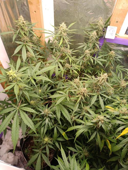 GROWBOX 4 (17.+18.+19.+20.+21.). Week 12 - Tag 80
