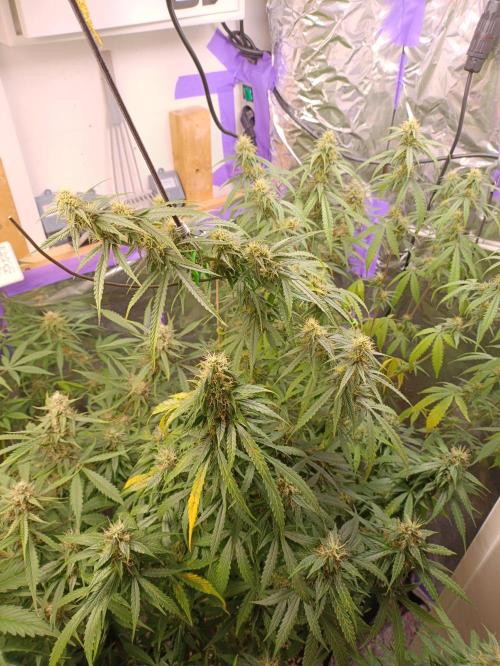 GROWBOX 4 (17.+18.+19.+20.+21.). Week 12 - Tag 80