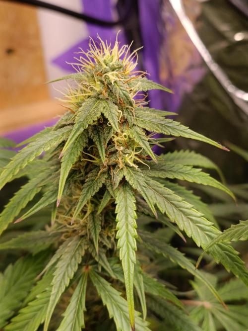 GROWBOX 4 (17.+18.+19.+20.+21.). Week 12 - Tag 80 - "Forbidden Fruit #1" (Sanaleo)