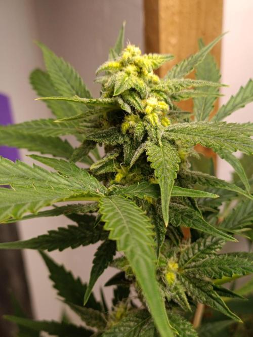 GROWBOX 4 (17.+18.+19.+20.+21.). Week 12 - Tag 80 - "Forbidden Fruit #2" (Sanaleo)