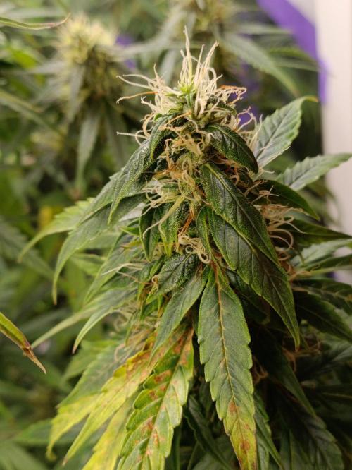 GROWBOX 4 (17.+18.+19.+20.+21.). Week 12 - Tag 80 - "Gelato #1" (Sanaleo)