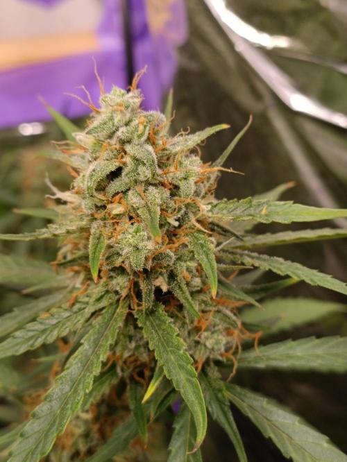 GROWBOX 4 (17.+18.+19.+20.+21.). Week 12 - Tag 80 - "Gelato" (42 Fast Buds)