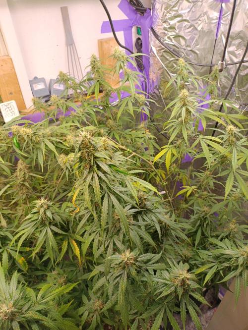 GROWBOX 4 (17.+18.+19.+20.+21.). Week 12 - Tag 81