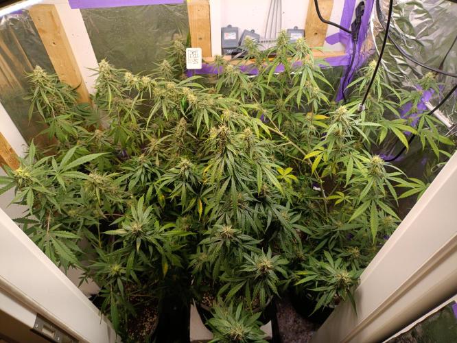 GROWBOX 4 (17.+18.+19.+20.+21.). Week 12 - Tag 81