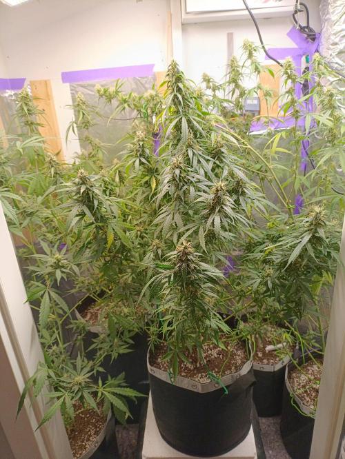 GROWBOX 4 (17.+18.+19.+20.+21.). Week 12 - Tag 81