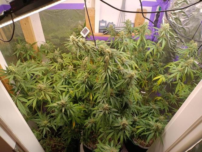 GROWBOX 4 (17.+18.+19.+20.+21.). Week 13 - Tag 85