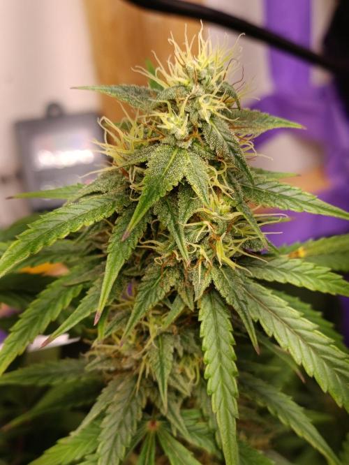 GROWBOX 4 (17.+18.+19.+20.+21.). Week 13 - Tag 85