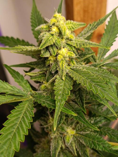GROWBOX 4 (17.+18.+19.+20.+21.). Week 13 - Tag 85