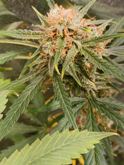 GROWBOX 4 (17.+18.+19.+20.+21.). Week 13 - Tag 85