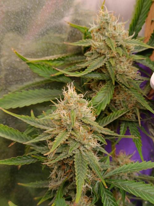 GROWBOX 4 (17.+18.+19.+20.+21.). Week 13 - Tag 85
