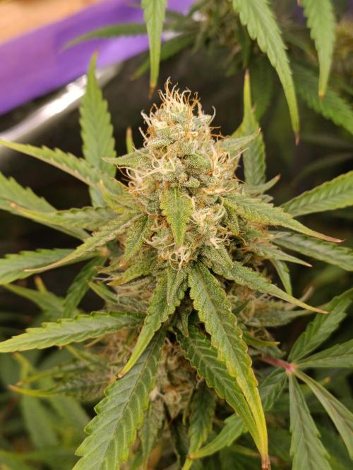 GROWBOX 4 (17.+18.+19.+20.+21.). Week 13 - Tag 85